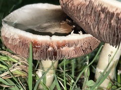 Agaricus
