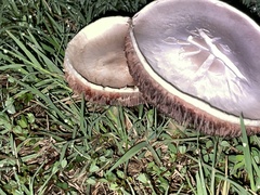 Agaricus