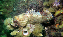 Scorpaena jacksoniensis