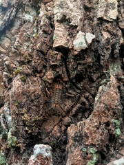 Erebidae
