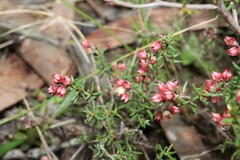 Cryptandra tomentosa
