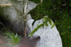 Racopilum cuspidigerum