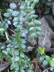 Metrosideros diffusa