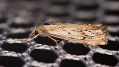 Catoptria falsella