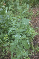Atriplex patula