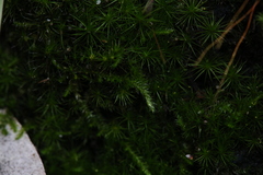 Racopilum cuspidigerum