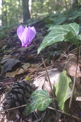 Cyclamen purpurascens
