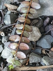 Metrosideros diffusa