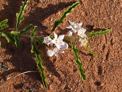 Androcalva pedleyi