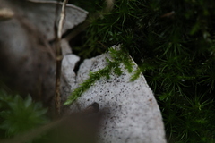 Racopilum cuspidigerum