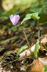 Cyclamen purpurascens