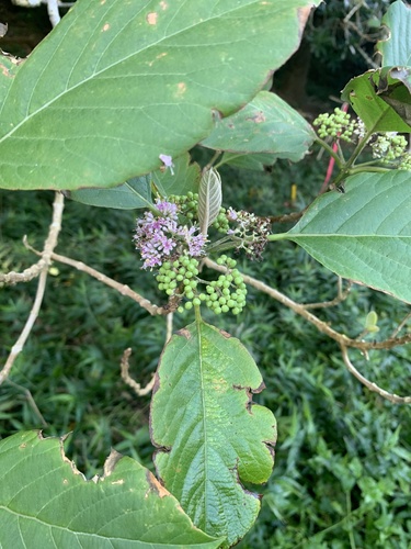 Callicarpa subpubescens iNat (1)
