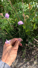 Sixalix atropurpurea