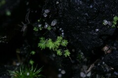 Fissidens taylorii