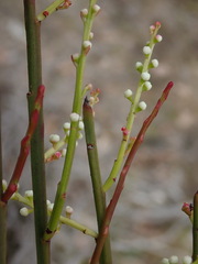 Leptomeria drupacea