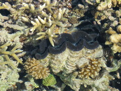 Tridacna maxima