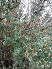 Sophora prostrata