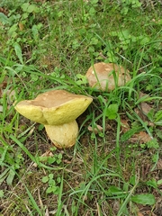 Leccinellum crocipodium