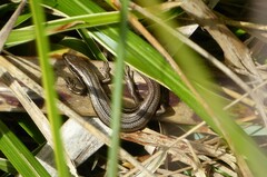 Oligosoma polychroma