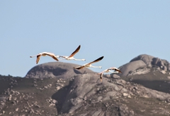 Phoenicopterus roseus