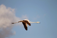 Phoenicopterus roseus
