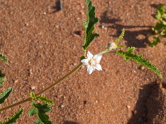 Androcalva pedleyi