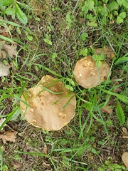 Leccinellum crocipodium