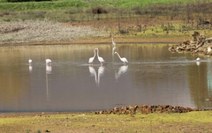 Phoenicopterus roseus