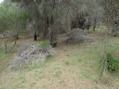 Notamacropus eugenii decres