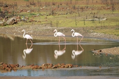 Phoenicopterus roseus