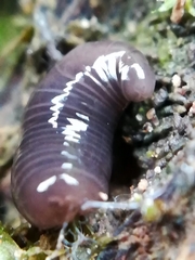 Microplana terrestris