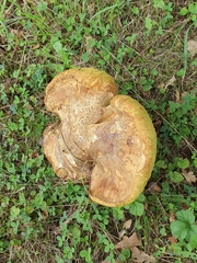 Leccinellum crocipodium