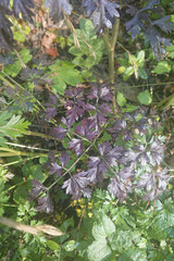 Peucedanum oreoselinum