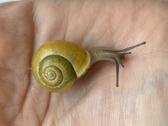 Cepaea hortensis