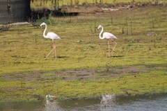 Phoenicopterus roseus