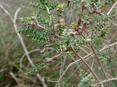 Melaleuca gibbosa