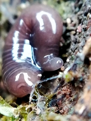 Microplana terrestris