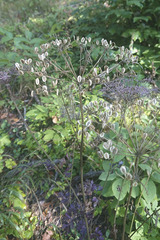 Peucedanum oreoselinum
