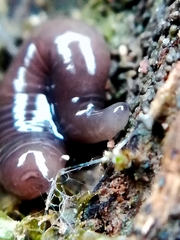 Microplana terrestris