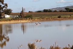 Phoenicopterus roseus