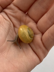 Cepaea hortensis