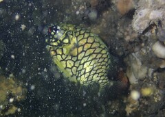 Cleidopus gloriamaris