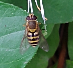 Syrphus