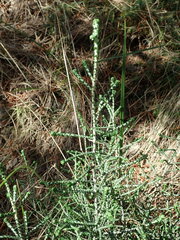 Ozothamnus scutellifolius
