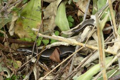 Oligosoma polychroma