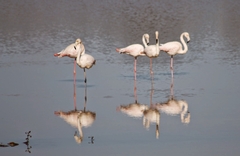 Phoenicopterus roseus