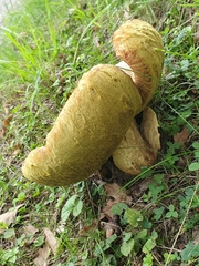 Leccinellum crocipodium