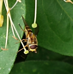 Syrphus