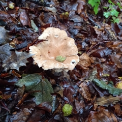 Infundibulicybe geotropa