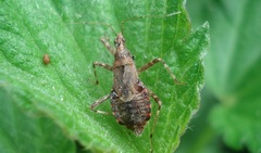 Himacerus apterus